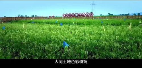 青草草视频在线播放,在线畅享清新视听盛宴