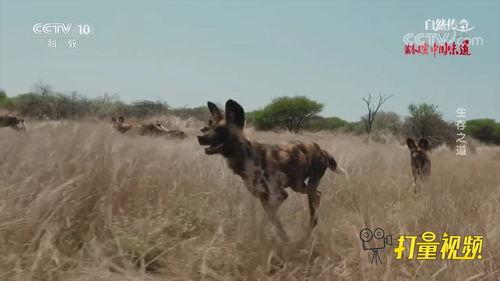非洲野狗捕猎视频,协同作战的智慧猎手