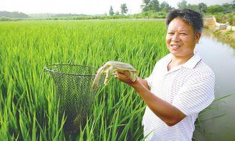 甲鱼稻田养殖视频,生态高效养殖新模式揭秘